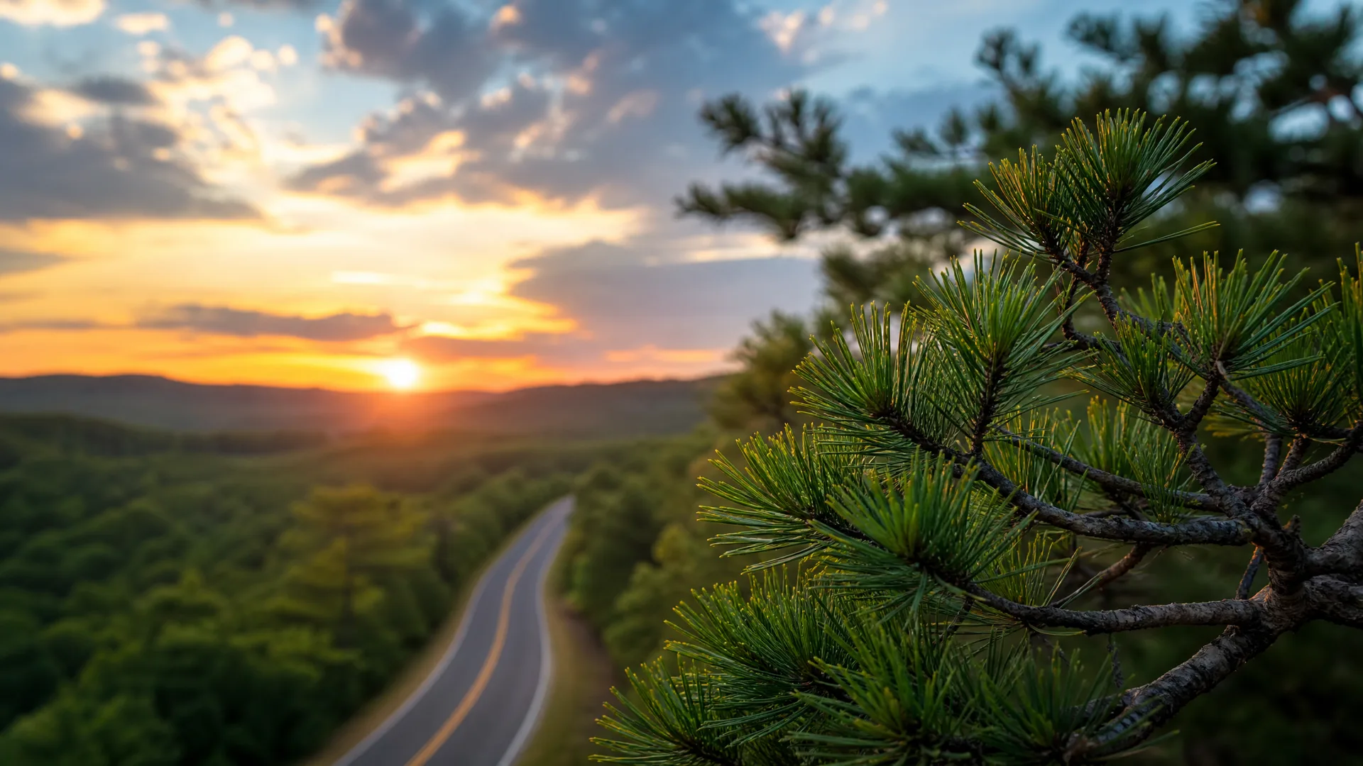 A pine branch in sharp focus in the right foreground, with a curving two-lane road through forested hills and a sunset over distant ridges blurred in the background.